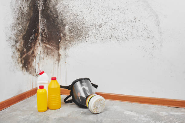 Reliable Norwich, CT Mold Remediation Solutions