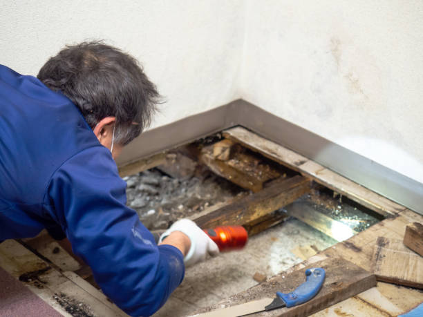 Best Insurance-Related Mold Remediation in Norwich, CT