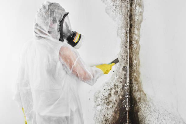 Best Localized Mold Remediation (e.g., coastal areas, humid climates) in Norwich, CT