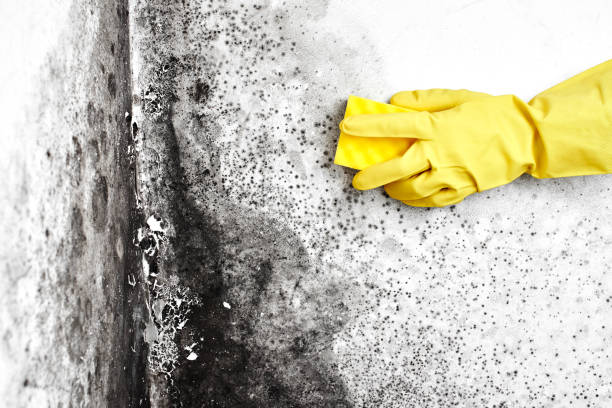 Best Mold Remediation for Specific Building Types in Norwich, CT
