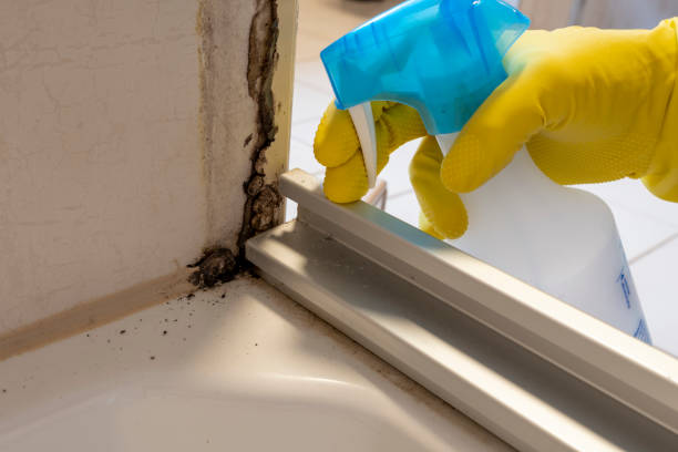 Best Black Mold Remediation in Norwich, CT