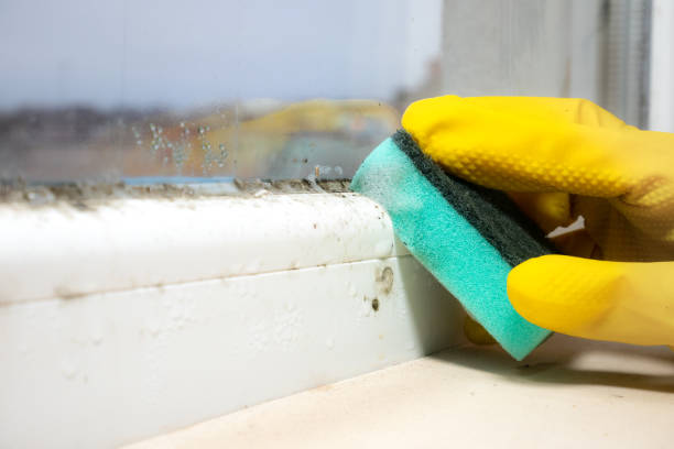 Best Basement Mold Remediation in Norwich, CT