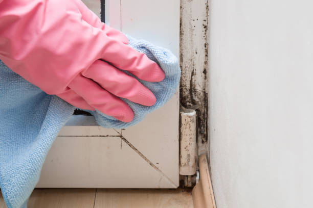Best Commercial Mold Remediation in Norwich, CT