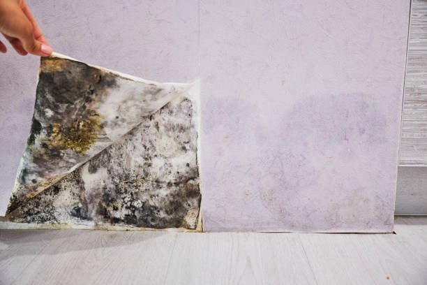 Best DIY Mold Remediation Support Services in Norwich, CT